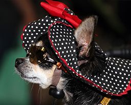 Button for Pet Fashion event page