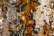Nature's Tapestry: Macro Impressions from Artist Lori Mitchum